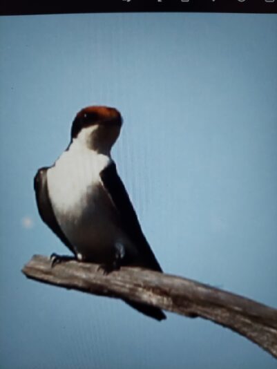 MerlinPhotoID_20230919_211926