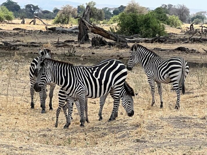 d5fdf1e1-4386-484e-8117-4762416b7cf0