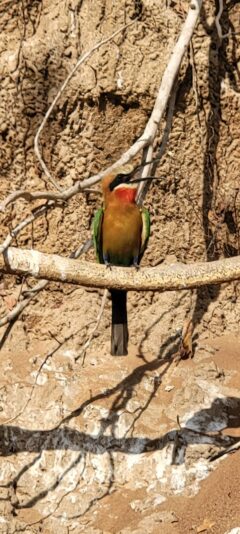 5b58000f-7ee2-4bc4-b145-ddafe76e91cb