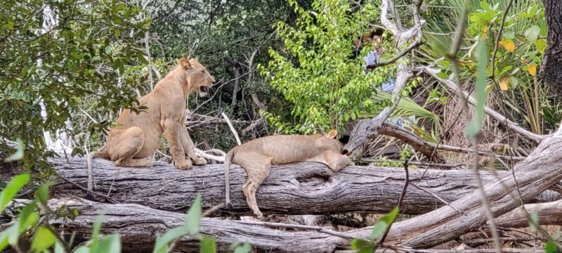 99193c21-6b68-432c-8622-d10a866ab38a